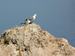 chorvatsko-brela-img_0410.jpg