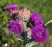 chorvatsko-priroda-img_0566.jpg