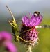 chorvatsko-priroda-img_0568.jpg